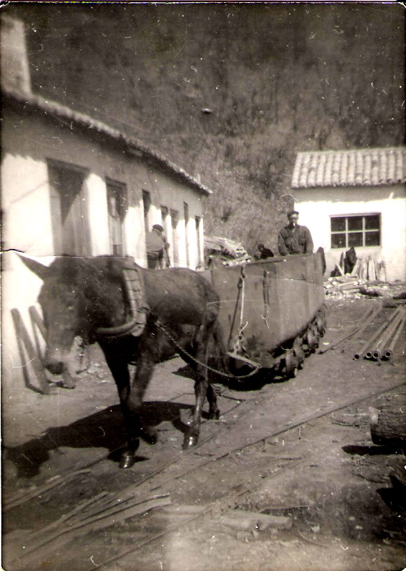 Traccion animal en Hulleras de Ciñera, 